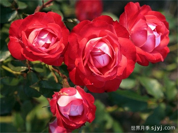 柑橘冰月季Mandarin Ice(图1)