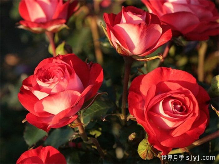 柑橘冰月季Mandarin Ice(图2)