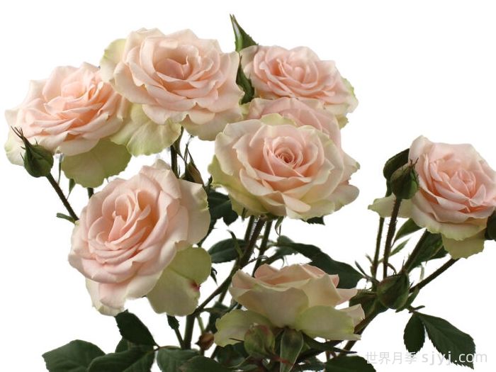 感谢之花月季Merci Blossoms(图1) 感谢之花月季Merci Blossoms(图1)