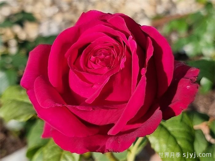 歌德之花月季/歌德玫瑰/纯粹诗歌Johann Wolfgang von Goethe(图2)