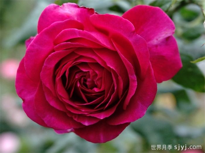 歌德之花月季/歌德玫瑰/纯粹诗歌Johann Wolfgang von Goethe(图3)