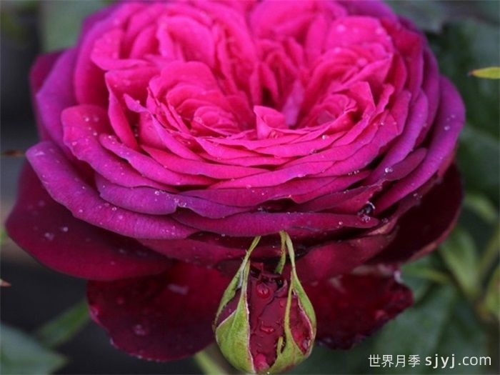 歌德之花月季/歌德玫瑰/纯粹诗歌Johann Wolfgang von Goethe(图4)