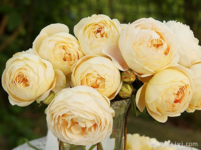 歌笛月季(图3) 歌笛月季Goldie(图3)