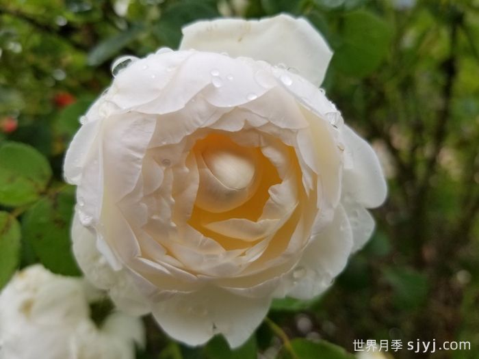 格拉姆斯城堡月季Glamis Castle(图3)