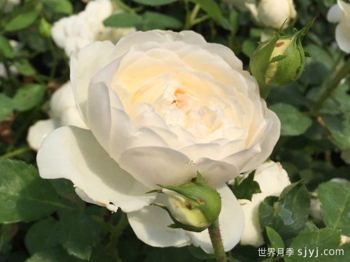 格拉姆斯城堡月季Glamis Castle(图1)