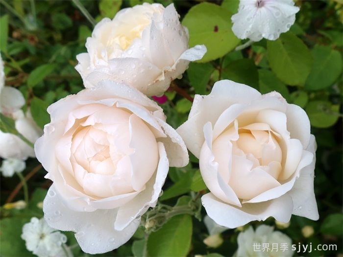 格拉姆斯城堡月季Glamis Castle(图2)