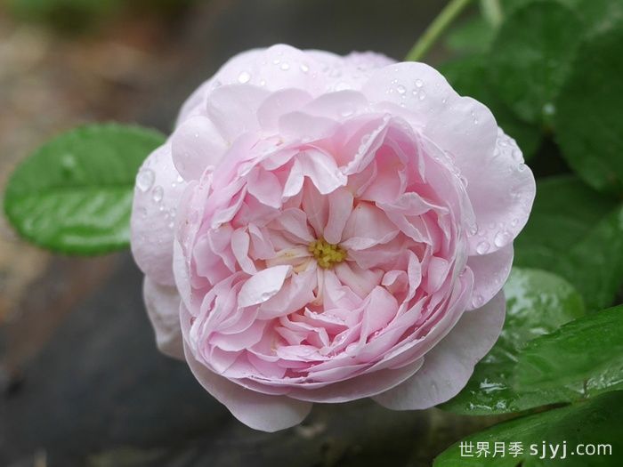 公爵夫人蒙特贝罗月季Duchesse de Montebello(图2)