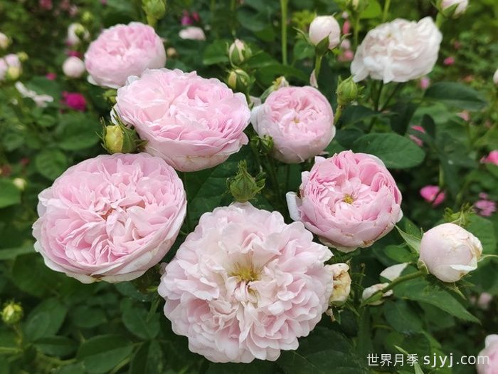 公爵夫人蒙特贝罗月季Duchesse de Montebello(图3)