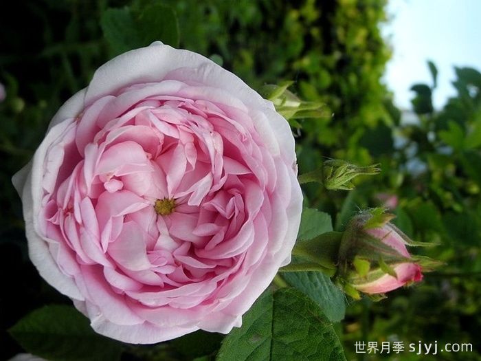 公爵夫人蒙特贝罗月季Duchesse de Montebello(图4)