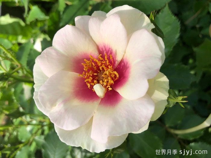 公牛的眼睛月季Bulls Eye(图2)