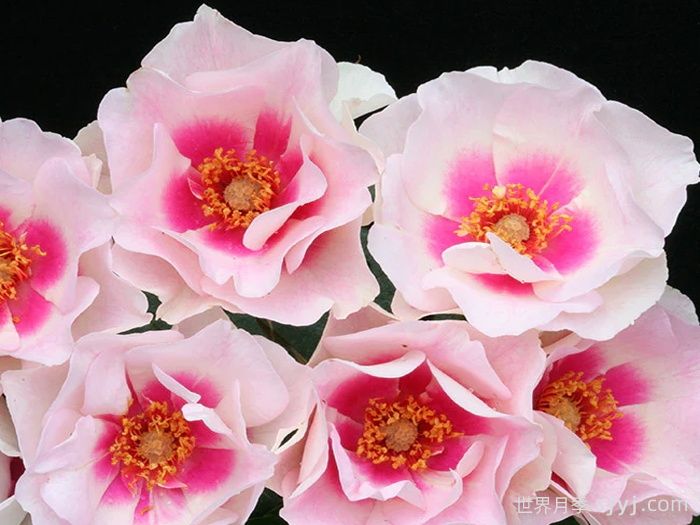 公牛的眼睛月季Bulls Eye(图3)