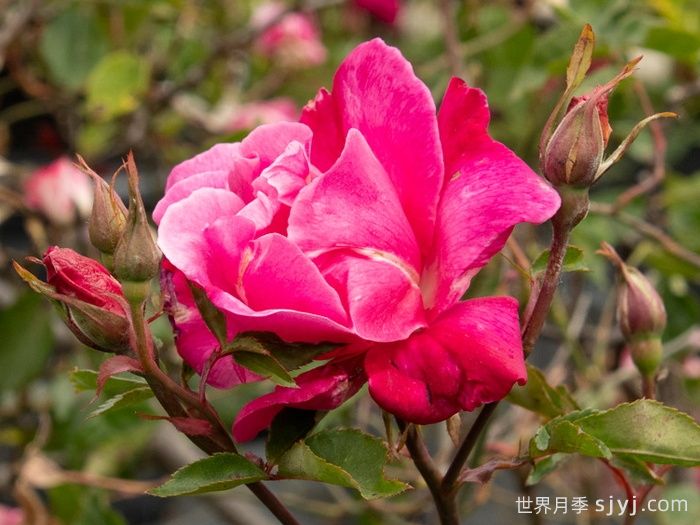 贡提尔爸爸月季/贡提叶爸爸Papa Gontier(图2)