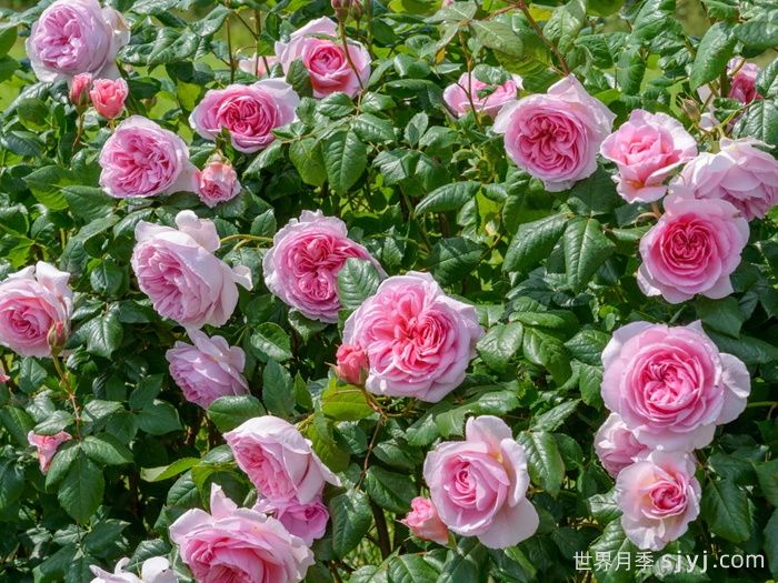 古代水手月季/凯尔姆斯科特月季The Ancient Mariner(图3)