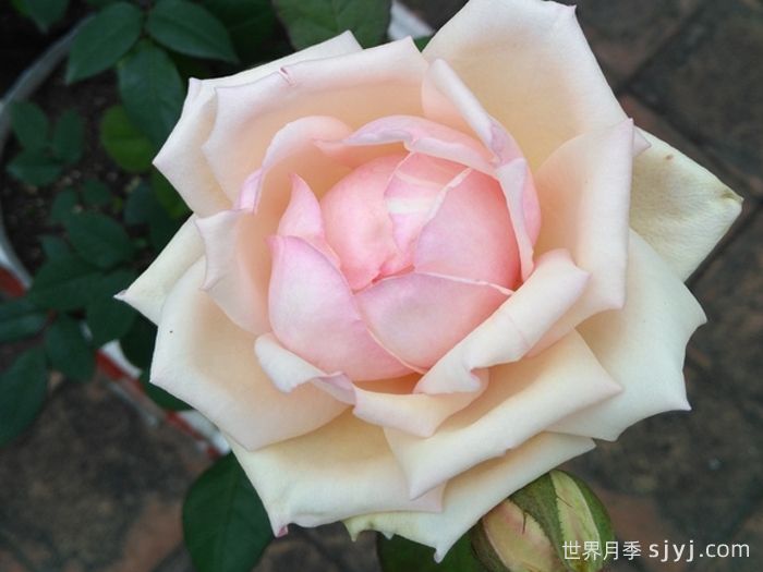 贵妃醉酒月季/醉贵妃(图1)