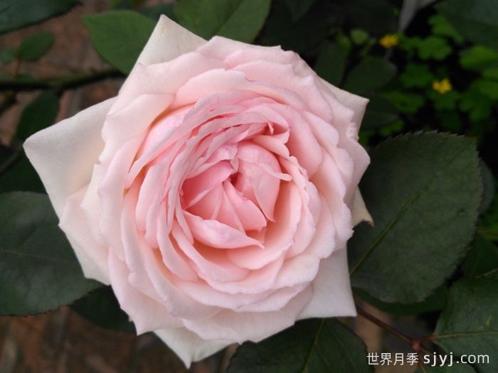 贵妃醉酒月季/醉贵妃(图2)