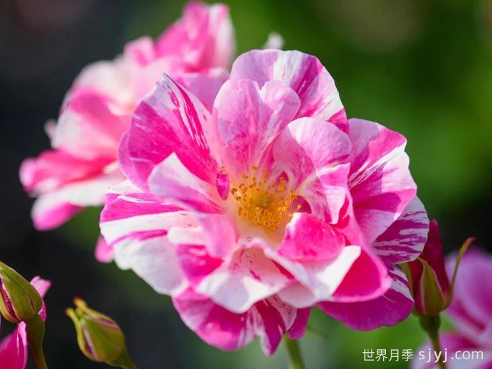 国王的玫瑰月季/王者玫瑰The Kings Rose(图1)