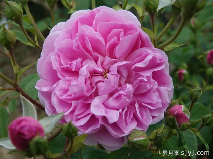 哈洛卡尔月季/哈罗卡尔Harlow Carr(图2)