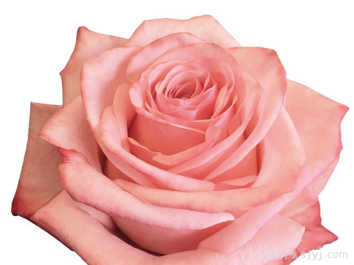 哈瓦那月季Havana(图1) 哈瓦那月季Havana(图1)