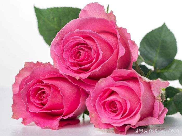 海滨乐园月季/水上游戏Water Game(图1)