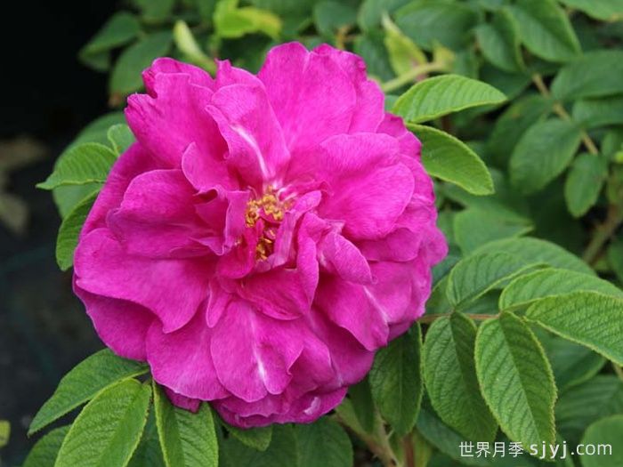 汉莎玫瑰Hansa(图1)