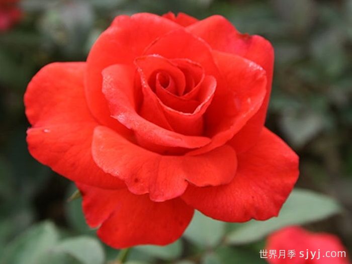 翰钱月季Kanegem(图1)