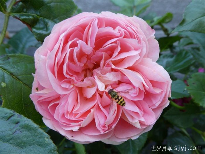 航程月季/远行/航行/远航Voyage(图1)