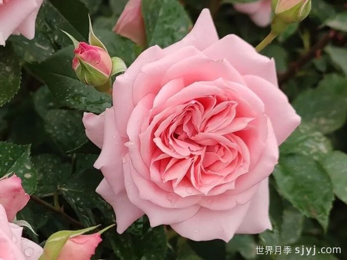 好风佳月月季(图1)