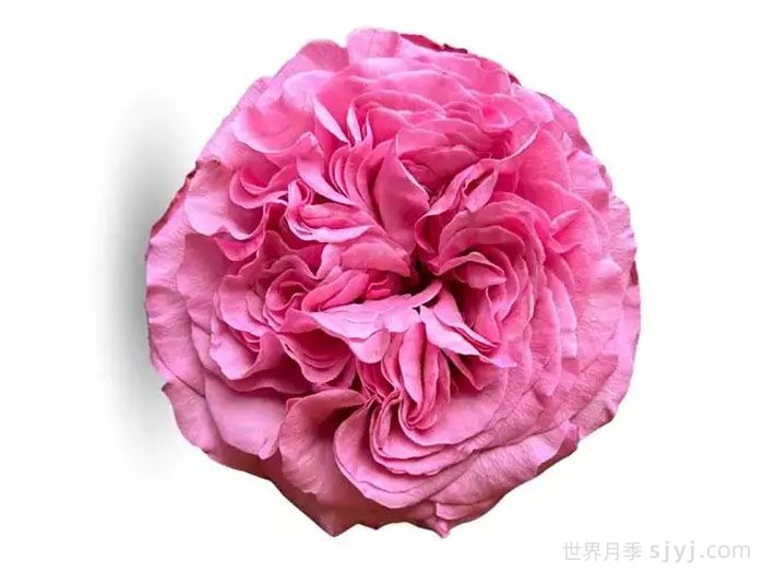 好运来月季/幸运儿Get Lucky(图1) 好运来月季/幸运儿Get Lucky(图1)