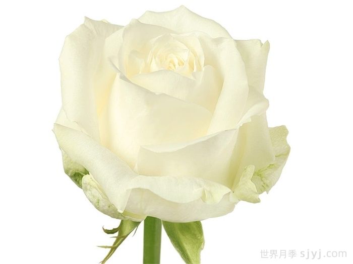 荷兰小姐月季/霍兰德小姐Miss Holland(图1) 荷兰小姐月季/霍兰德小姐Miss Holland(图1)