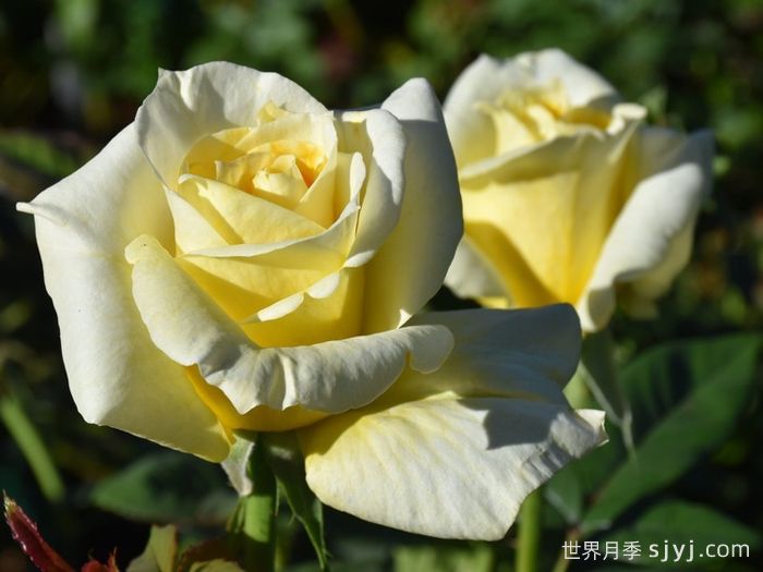 赫尔穆特施密特月季Helmut Schmidt(图2)