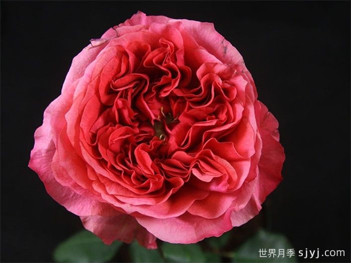 黑暗激情月季/黑暗爆炸Dark X-pression(图1)