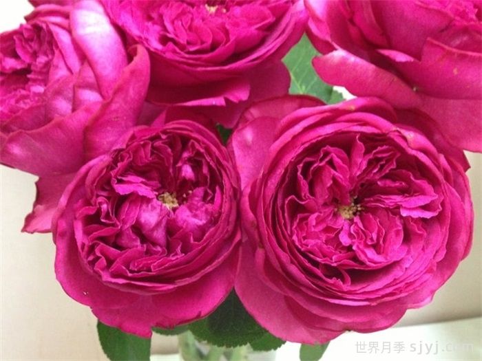 红宝石伯爵月季/伊芙红宝石Ruby Piaget(图1)