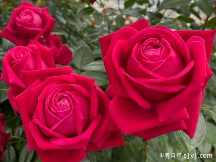 红宝石之吻月季/吸血鬼之吻Ruby Kiss(图1)