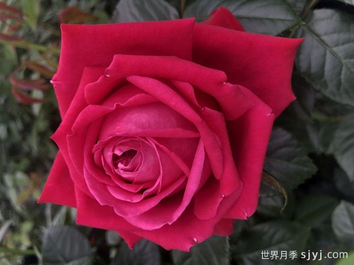 红宝石之吻月季/吸血鬼之吻Ruby Kiss(图3)