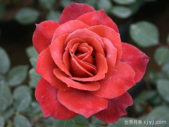 红茶月季/黑茶月季Black Tea(图1)