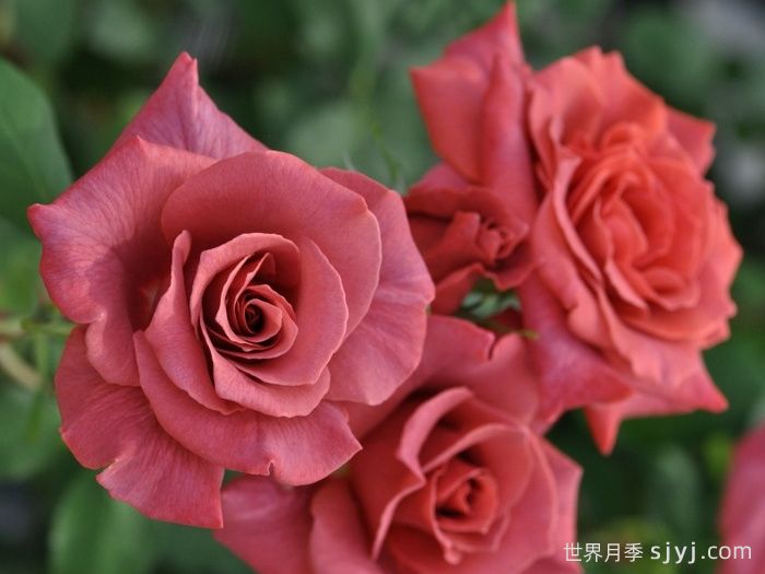 红茶月季/黑茶月季Black Tea(图2)