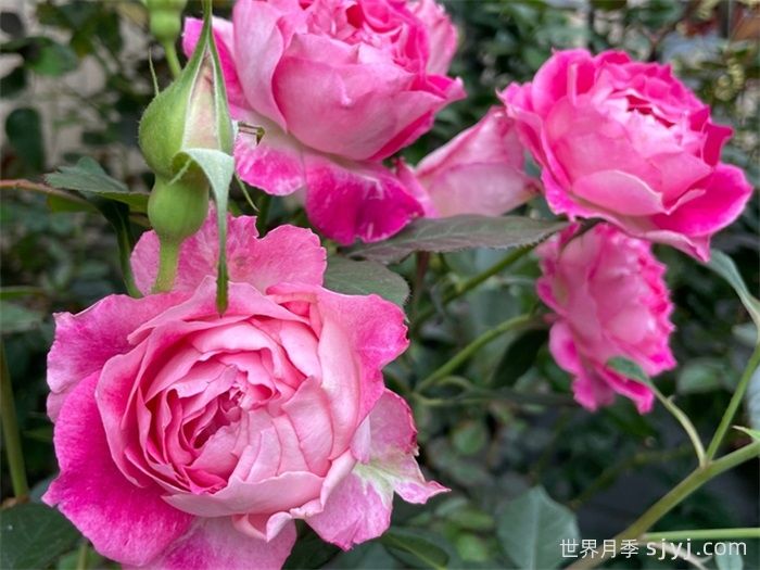 红罗女月季(图2)