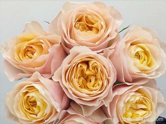 国王十字站月季Kings Cross(图3)