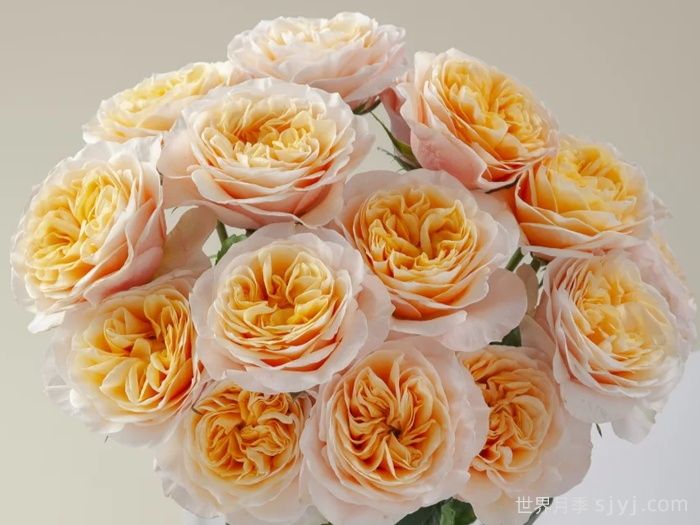 国王十字站月季Kings Cross(图1)