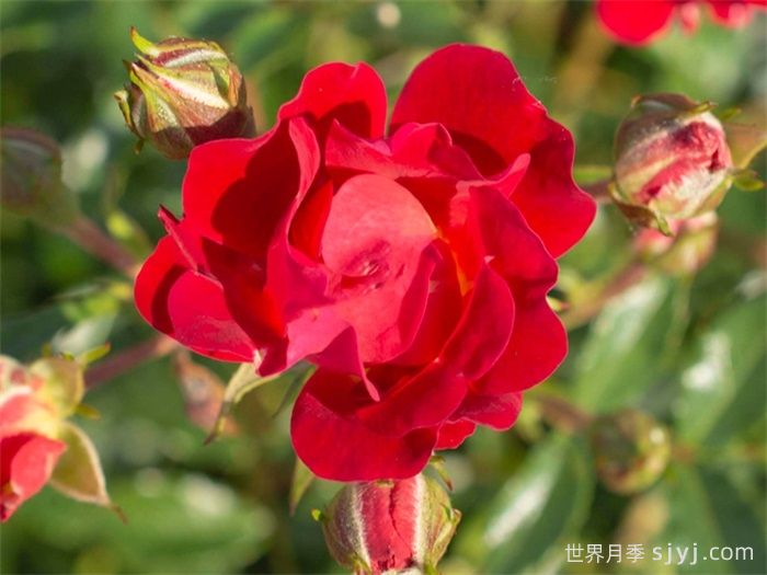 红色漂流月季Red Drift(图1) 红色漂流月季Red Drift(图1)