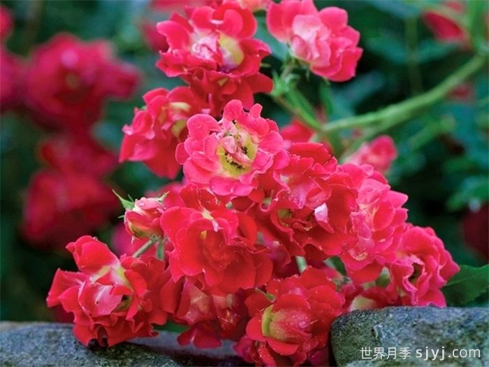 红色漂流月季Red Drift(图3) 红色漂流月季Red Drift(图3)