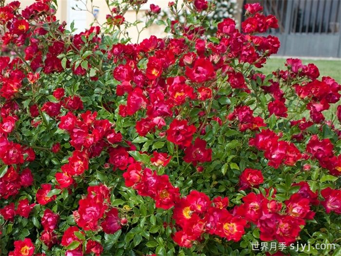 红色漂流月季Red Drift(图2) 红色漂流月季Red Drift(图2)