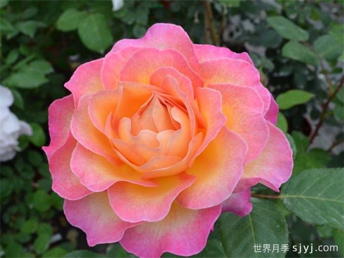 花蝴蝶月季/华丽丽月季Gorgeous(图1)