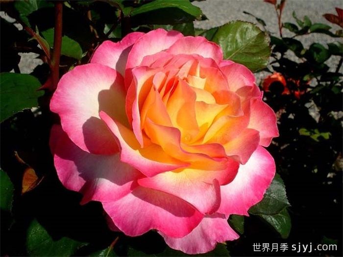 花蝴蝶月季/华丽丽月季Gorgeous(图2)