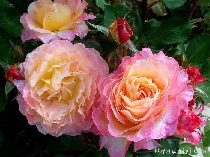 花蝴蝶月季/华丽丽月季Gorgeous(图3)
