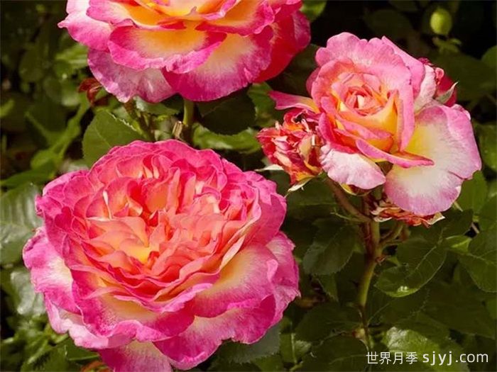 花蝴蝶月季/华丽丽月季Gorgeous(图4)