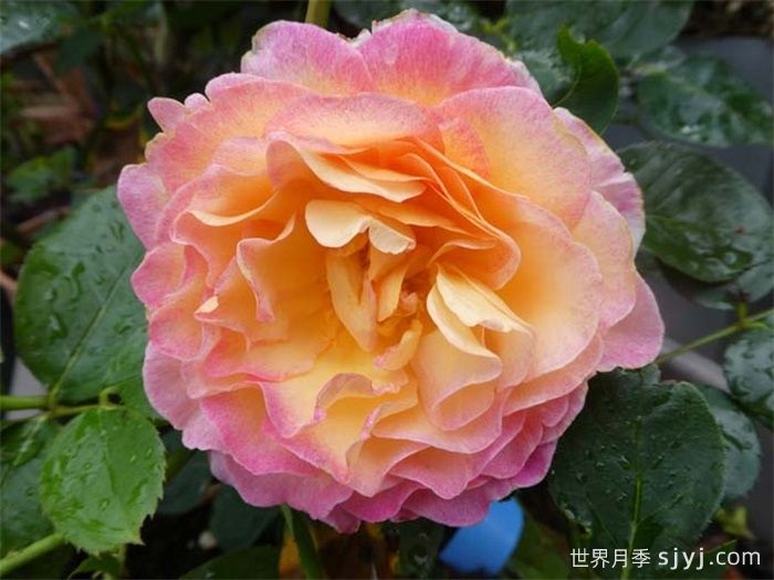 花蝴蝶月季/华丽丽月季Gorgeous(图5)