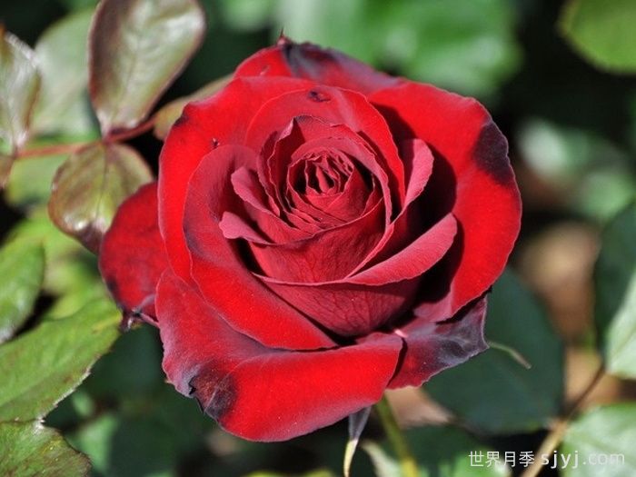 黑天鹅月季Black Swan(图1)