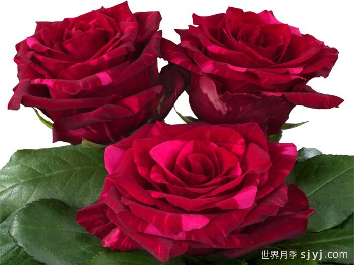 红色豹子月季/红豹子Red Panther(图2)