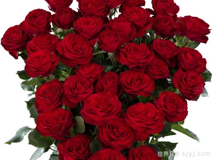 红色潮流月季Red Trendsetter(图1)